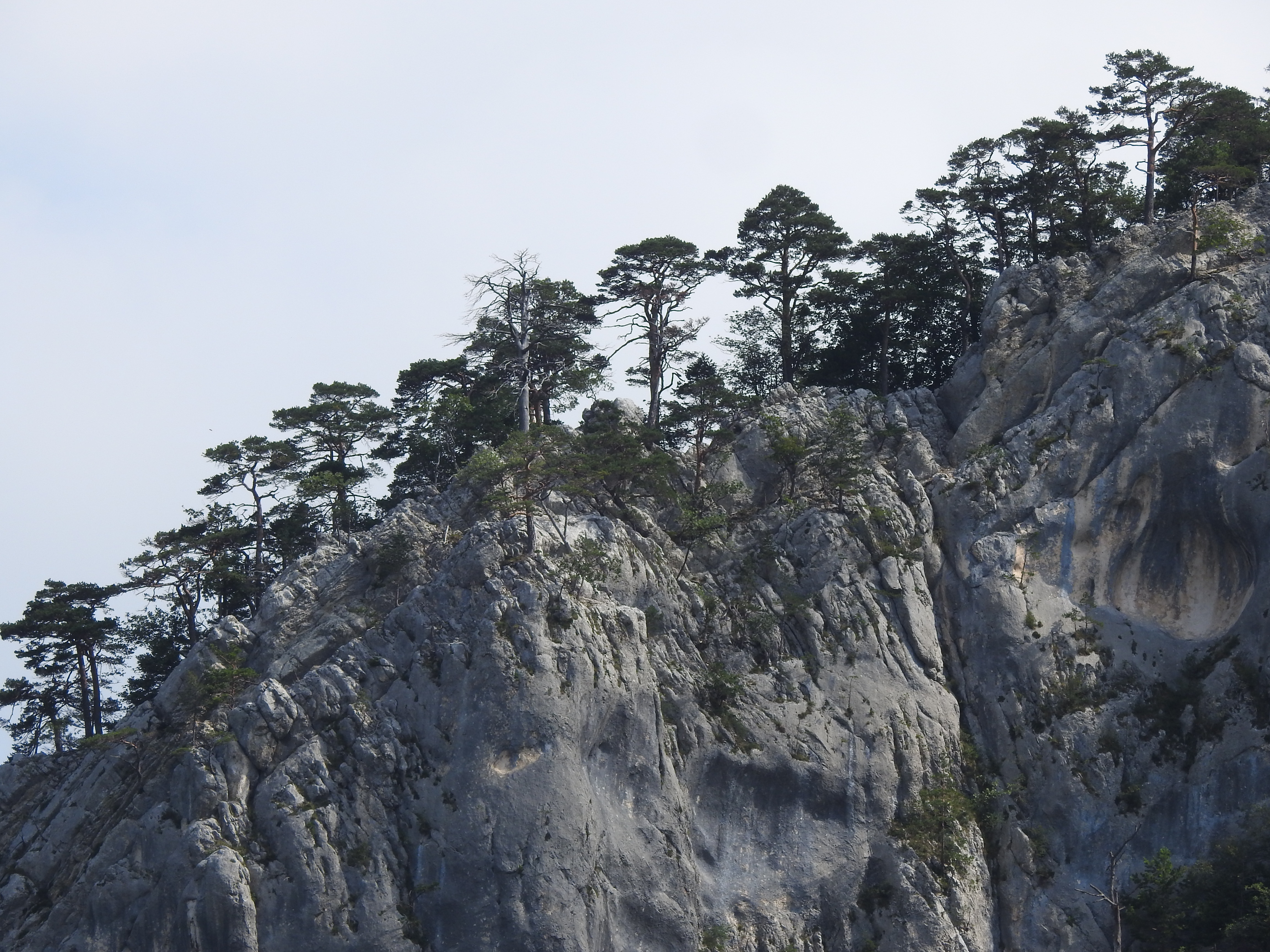 beboste bergtop Jura Zwitserland 2017. De bomen groeien in de rotsen, waar halen ze hun water vandaan?